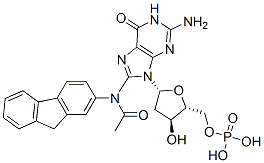 8-(N-fluoren-2-ylacetamido)-2'-deoxyguanosine 5'-monophosphate CAS#: 14490-86-9