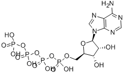 adenosine 5'-tetraphosphate CAS#: 1062-98-2