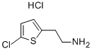 2-(5-CHLOROTHIOPHEN-2-YL)ETHANAMINE HYDROCHLORIDE CAS#: 548772-42-5
