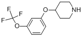 4-[3-(TRIFLUOROMETHOXY)PHENOXY]PIPERIDINE CAS#: 459819-38-6