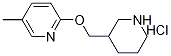 5-Methyl-2-(piperidin-3-ylMethoxy)-pyridine hydrochloride, 98+% C12H19ClN2O, 分子量 242.75 CAS#: 1185308-79-5