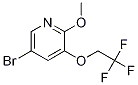 5-broMo-2-Methoxy-3-(2,2,2-trifluoroethoxy)pyridine CAS#: 1241752-45-3