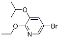 5-broMo-2-ethoxy-3-isopropoxypyridine CAS#: 1241752-43-1