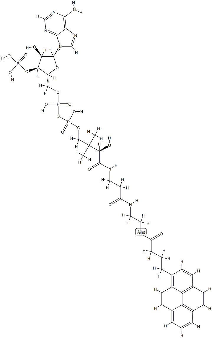 1-pyrenebutyryl-coenzyme A CAS#: 81923-89-9
