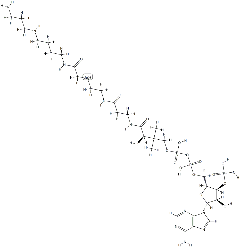 N-(2-(S-coenzyme A)acetyl)spermidine CAS#: 83889-68-3