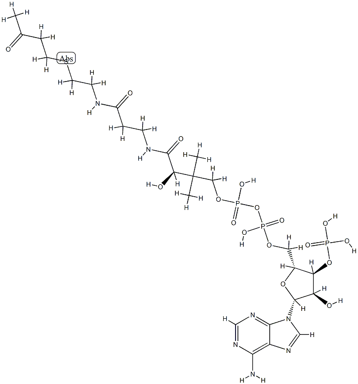 S-(3-oxobutyl)coenzyme A CAS#: 81790-81-0