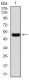 Anti-C-Reactive Protein (CRP) Antibody WB