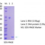 Anti-Serum Amyloid A (SAA) Antibody WB