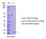 Anti-Serum Amyloid A (SAA) Antibody WB