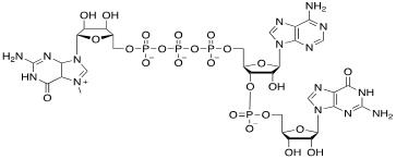 Structure of m7Gppp