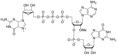 Structure of m7GpppNm