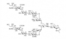 Structure of Sialylglycopeptide CAS#