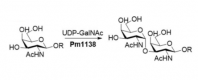 Structure of α1,3-N-acetylgalactosaminyltransferase CAS#