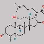 Fusidic Acid EP Impurity O CAS#: 55601-53-1