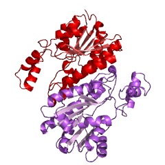 Example Structure of L-iditol 2-dehydrogenase EC#: 1.1.1.14