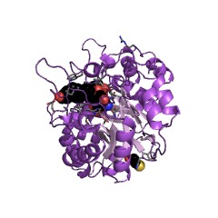 Example Structure of 20alpha-hydroxysteroid dehydrogenase EC#: 1.1.1.149