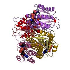 Example Structure of 3-hydroxy-2-methylbutyryl-CoA dehydrogenase EC#: 1.1.1.178