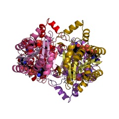 Example Structure of dihydroanticapsin dehydrogenase EC#: 1.1.1.385