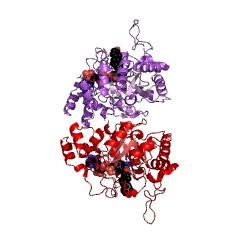 Example Structure of 3alpha-hydroxysteroid 3-dehydrogenase (Si-specific) EC#: 1.1.1.50