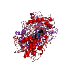 Example Structure of choline oxidase EC#: 1.1.3.17