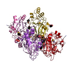 Example Structure of persulfide dioxygenase EC#: 1.13.11.18