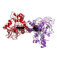 Example Structure of arachidonate 8-lipoxygenase EC#: 1.13.11.40