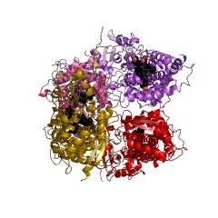 Example Structure of steroid 17alpha-monooxygenase EC#: 1.14.14.19