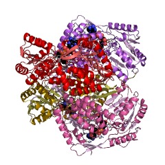 Example Structure of methylmalonate-semialdehyde dehydrogenase (CoA-acylating) EC#: 1.2.1.27
