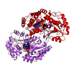 Example Structure of benzaldehyde dehydrogenase (NAD+) EC#: 1.2.1.28