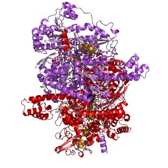 Example Structure of pyruvate synthase EC#: 1.2.7.1