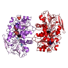 Example Structure of formaldehyde dismutase EC#: 1.2.98.1