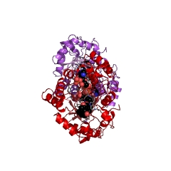 Example Structure of trans-1,2-dihydrobenzene-1,2-diol dehydrogenase EC#: 1.3.1.20