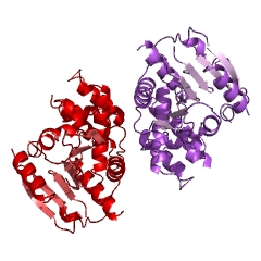 Example Structure of enoyl-[acyl-carrier-protein] reductase (NADPH, Re-specific) EC#: 1.3.1.39