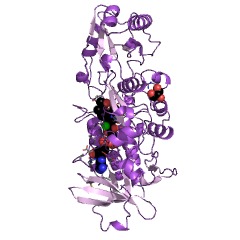 Example Structure of 3-oxo-5alpha-steroid 4-dehydrogenase (acceptor) EC#: 1.3.99.5