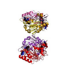 Example Structure of NAD(P)H dehydrogenase (quinone) EC#: 1.6.99.2