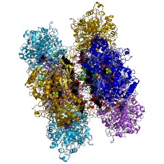 Example Structure of nitrate reductase EC#: 1.7.99.4