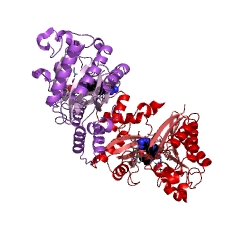 Example Structure of glutamate formimidoyltransferase EC#: 2.1.2.5