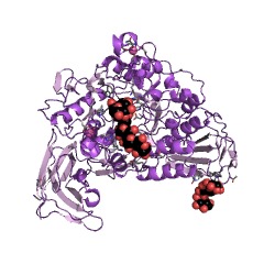 Example Structure of cyclomaltodextrin glucanotransferase EC#: 2.4.1.19