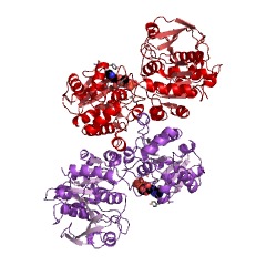 Example Structure of starch synthase (glycosyl-transferring) EC#: 2.4.1.21