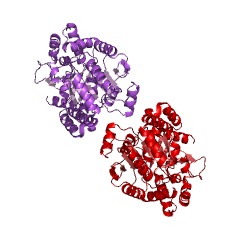 Example Structure of alpha,alpha-trehalose synthase EC#: 2.4.1.245