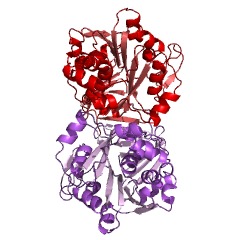 Example Structure of norspermine synthase EC#: 2.5.1.126