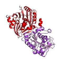 Example Structure of sym-norspermidine synthase EC#: 2.5.1.23
