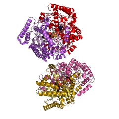 Example Structure of (S)-3-amino-2-methylpropionate transaminase EC#: 2.6.1.22