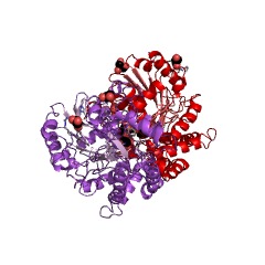 Example Structure of kynurenine-glyoxylate transaminase EC#: 2.6.1.63