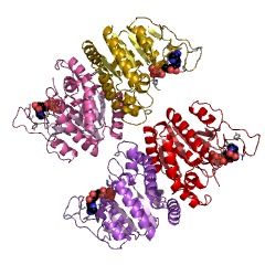 Example Structure of glutamate 5-kinase EC#: 2.7.2.11