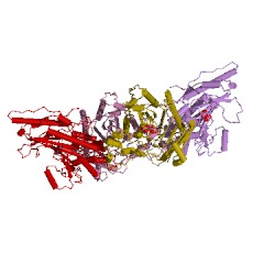 Example Structure of creatine kinase EC#: 2.7.3.2
