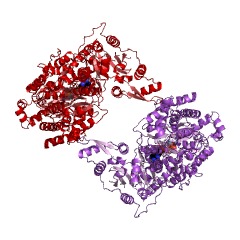 Example Structure of type I site-specific deoxyribonuclease EC#: 3.1.21.3