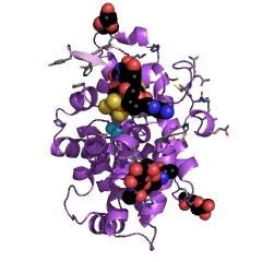 Example Structure of Aspergillus nuclease S1 EC#: 3.1.30.1