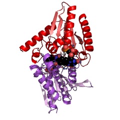 Example Structure of [acyl-carrier-protein] phosphodiesterase EC#: 3.1.4.14