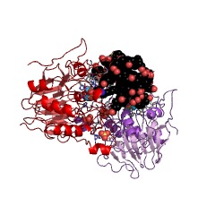 Example Structure of N-acetylphosphatidylethanolamine-hydrolysing phospholipase D EC#: 3.1.4.54